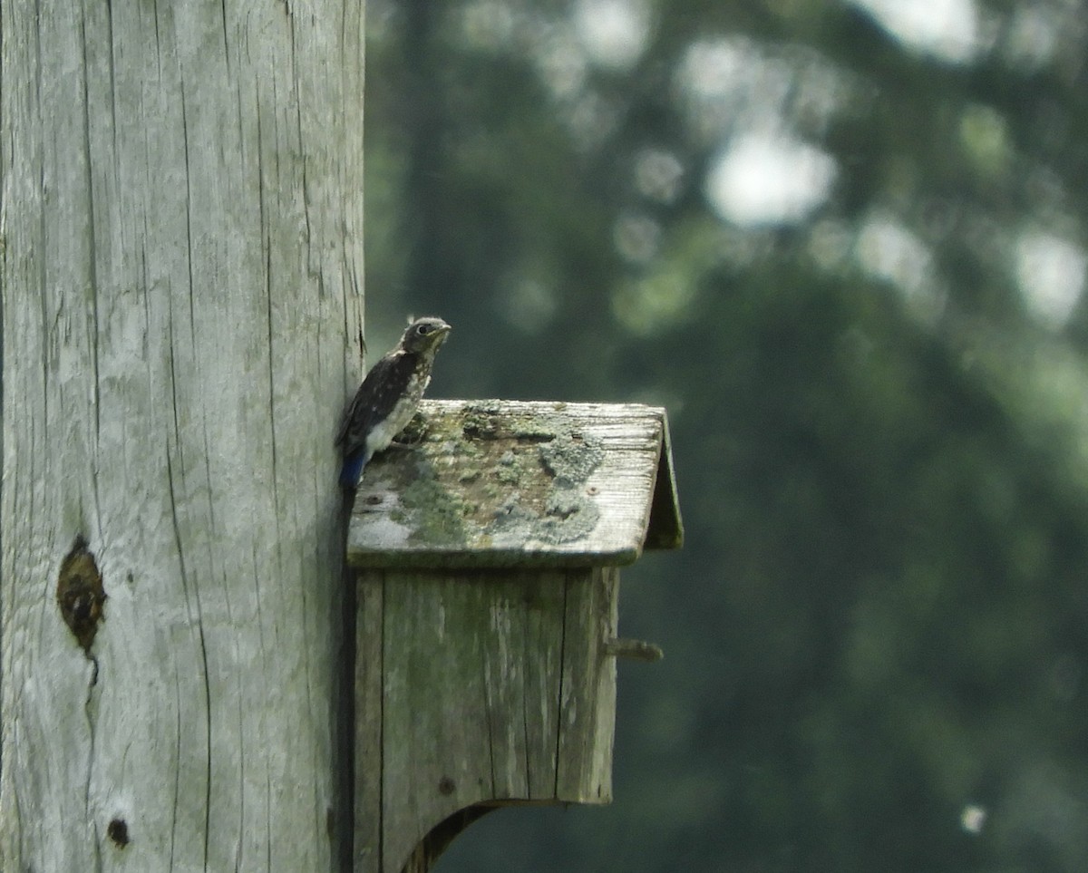 Eastern Bluebird - ML620393146