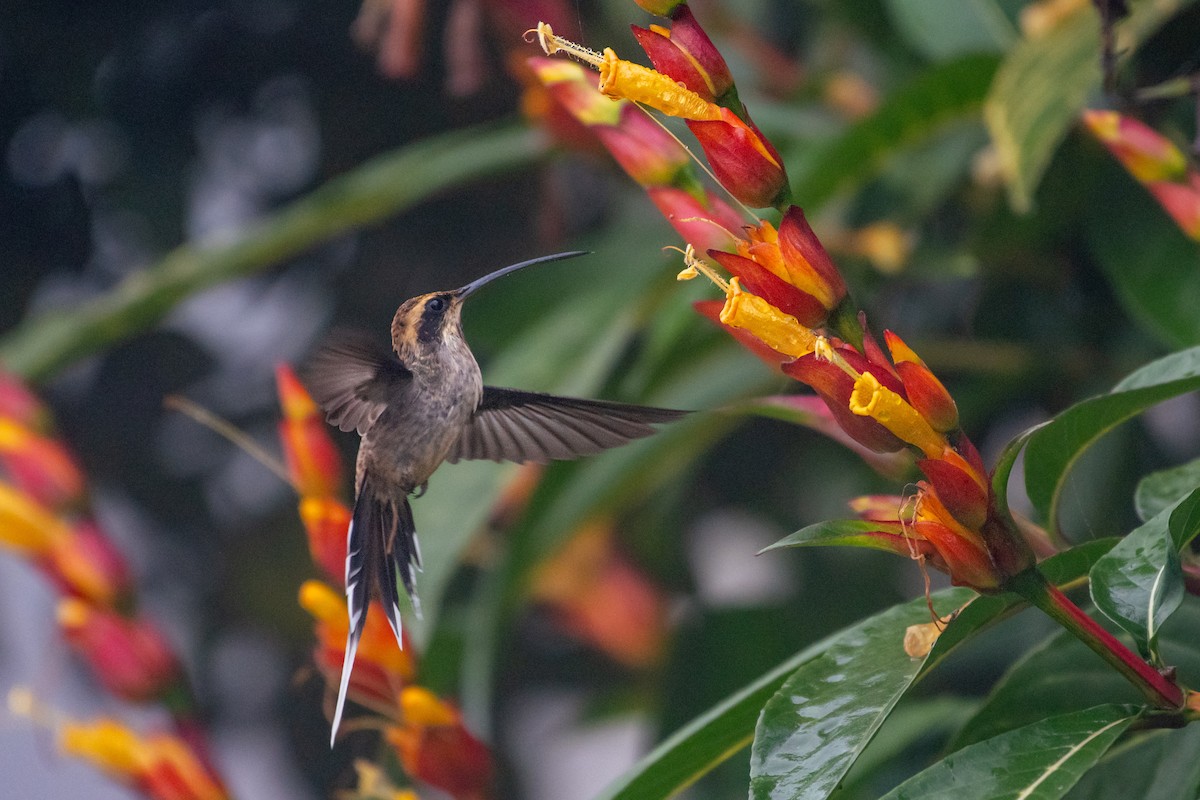 kolibřík šupinkohrdlý - ML620393153