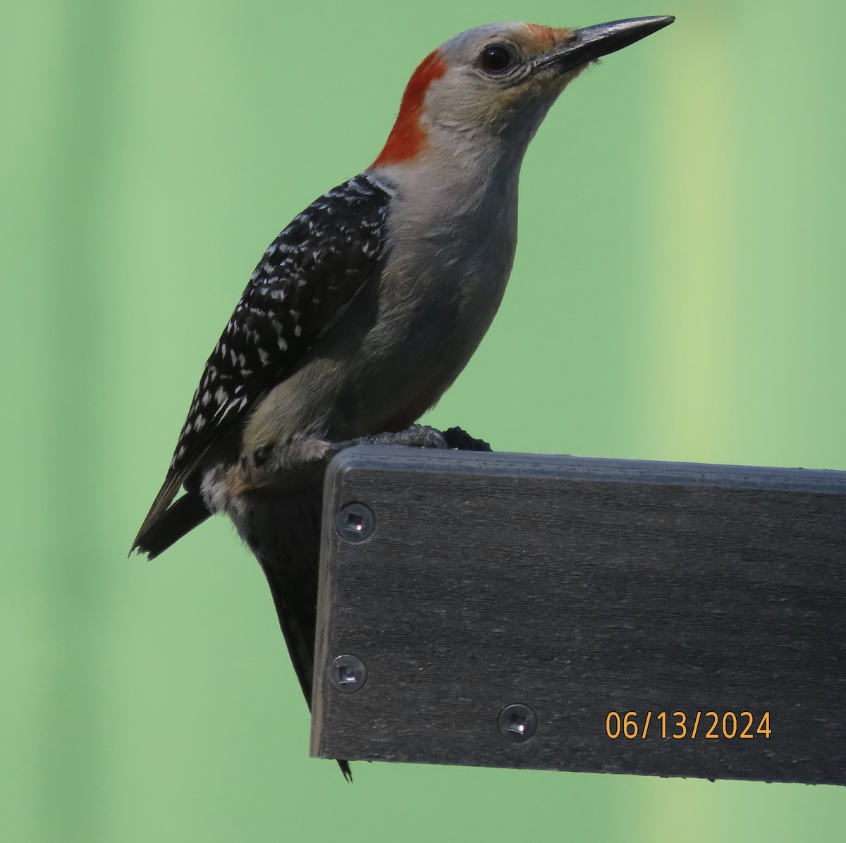 Red-bellied Woodpecker - ML620393154