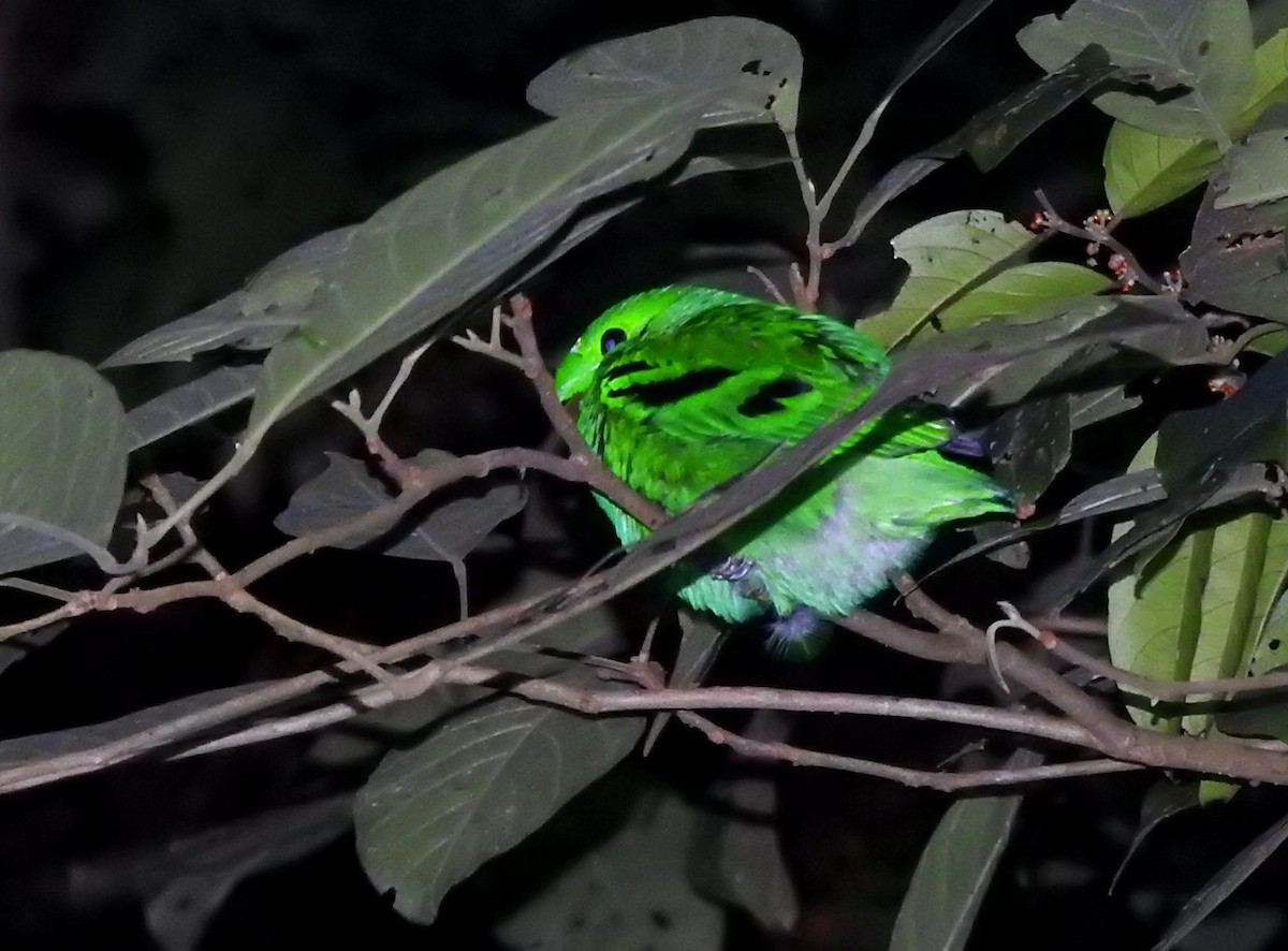 Green Broadbill - ML620393163