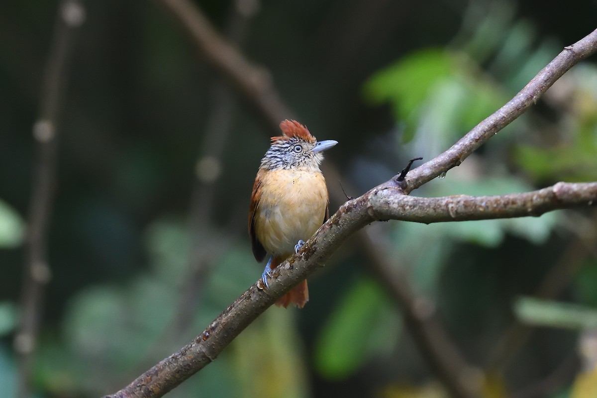 Barred Antshrike - ML620393169