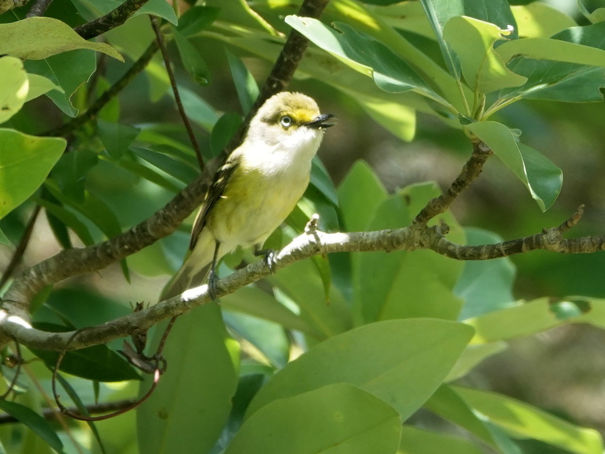 Vireo Ojiblanco - ML620393182