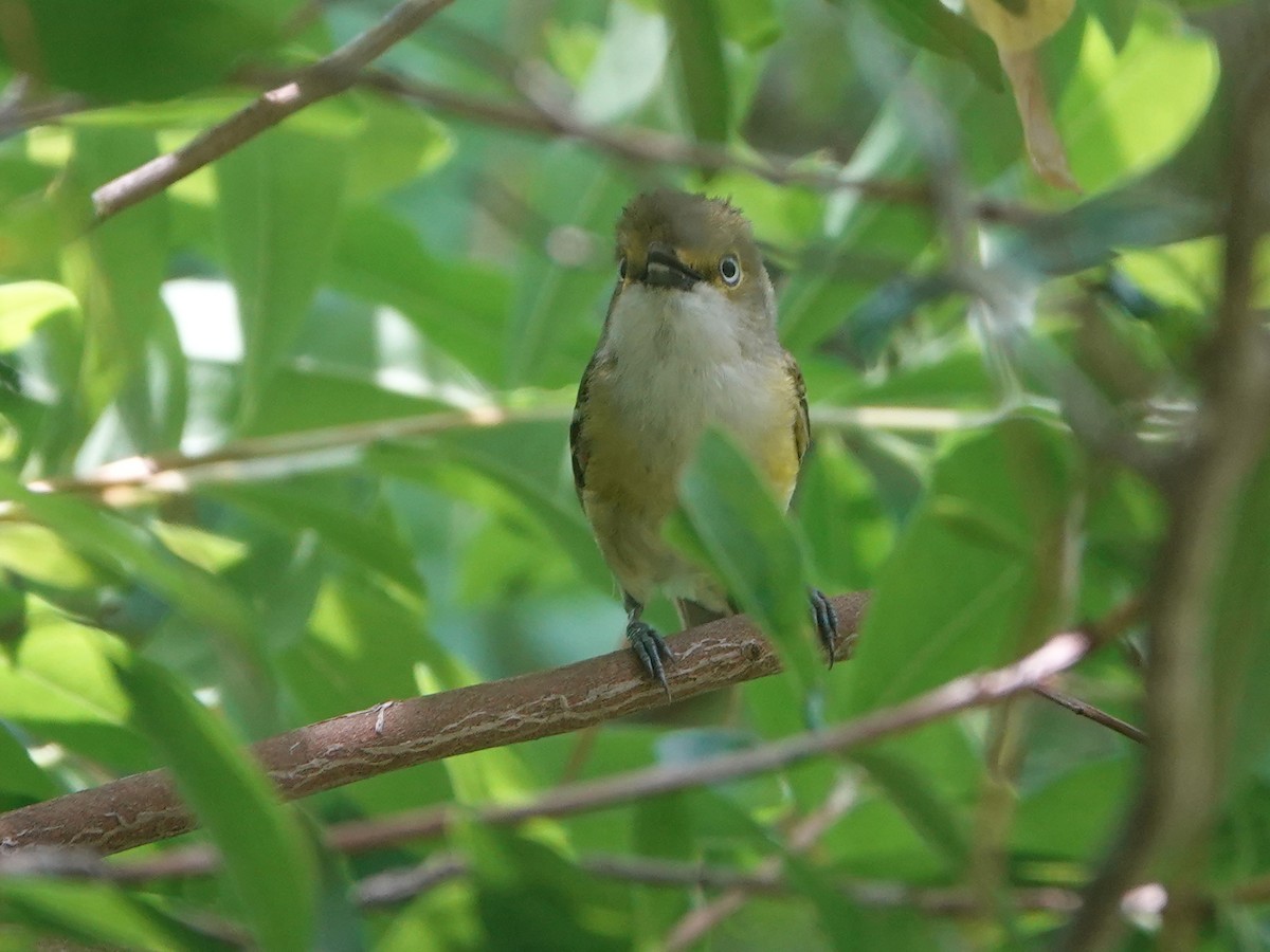 Vireo Ojiblanco - ML620393184