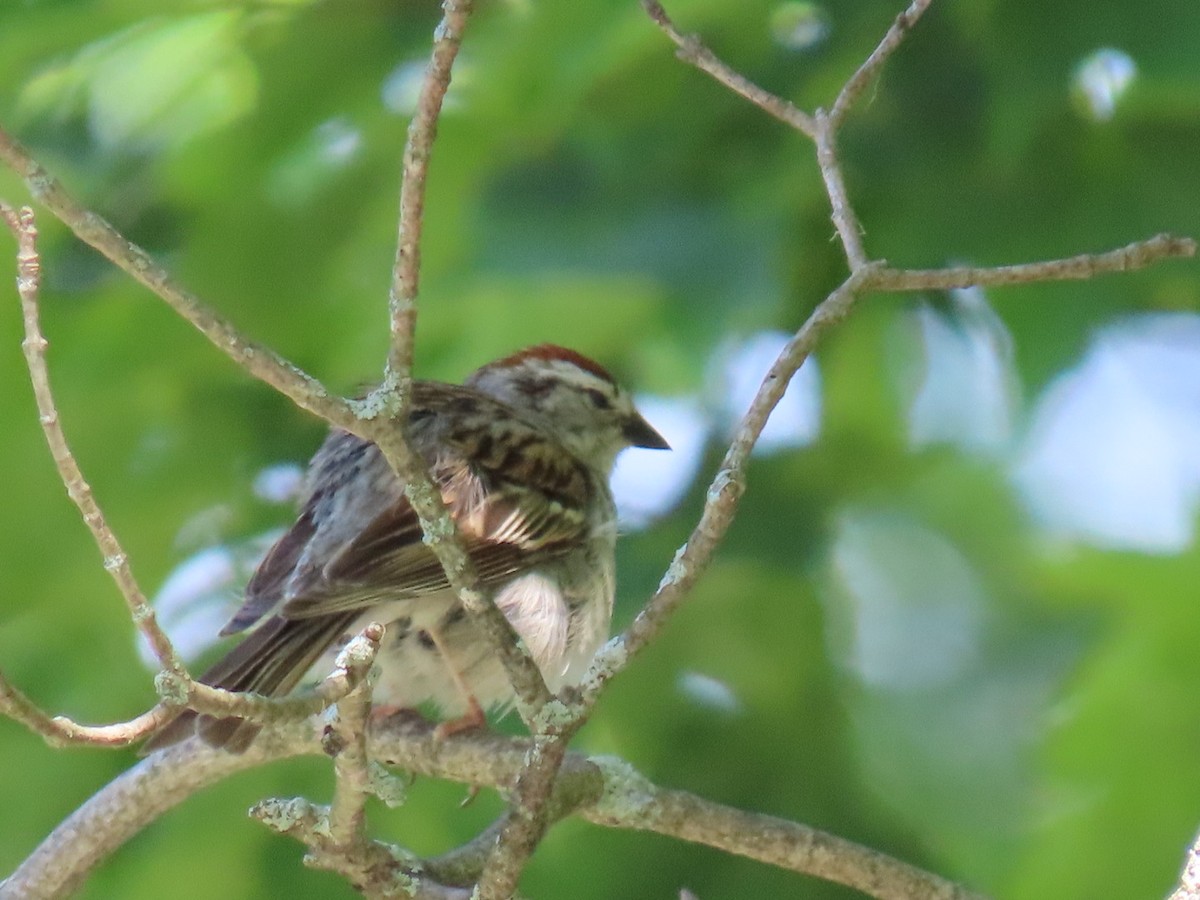 Chipping Sparrow - ML620393191