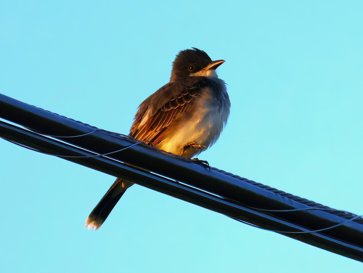 Eastern Kingbird - Eric Patry