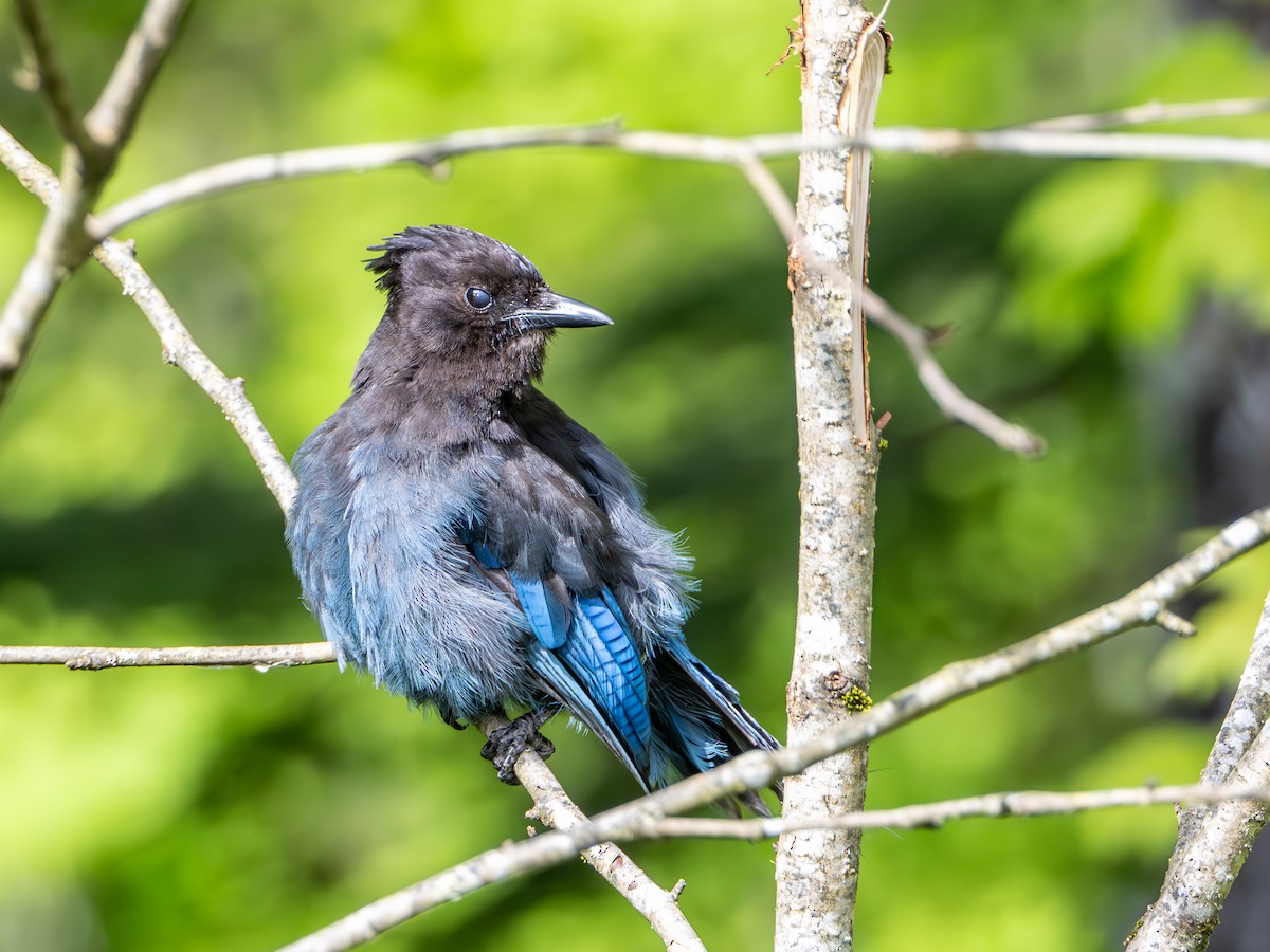 Steller's Jay - ML620393201