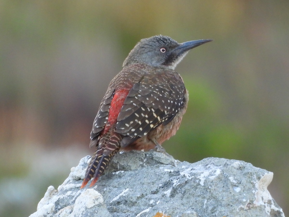 Ground Woodpecker - ML620393225