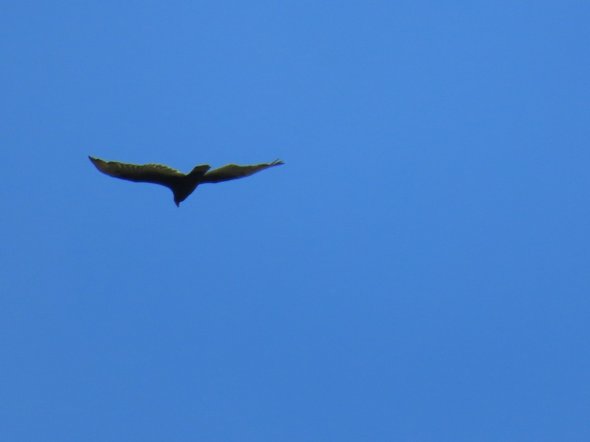 Turkey Vulture - ML620393236