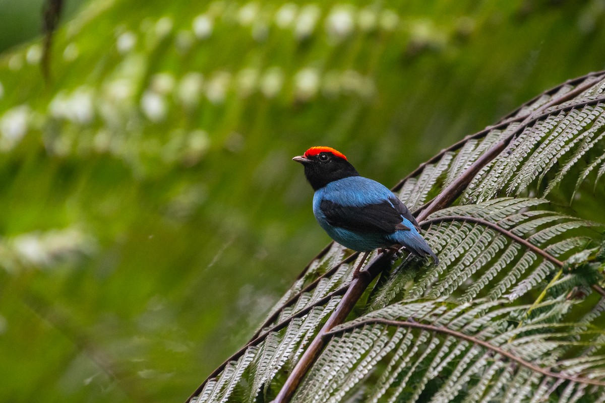 Swallow-tailed Manakin - Abhiram Sankar