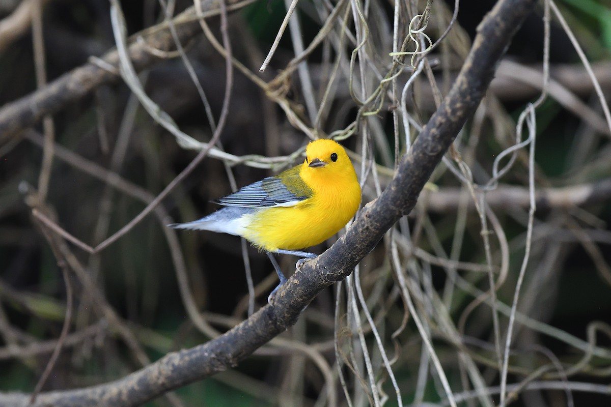 Prothonotary Warbler - ML620393260