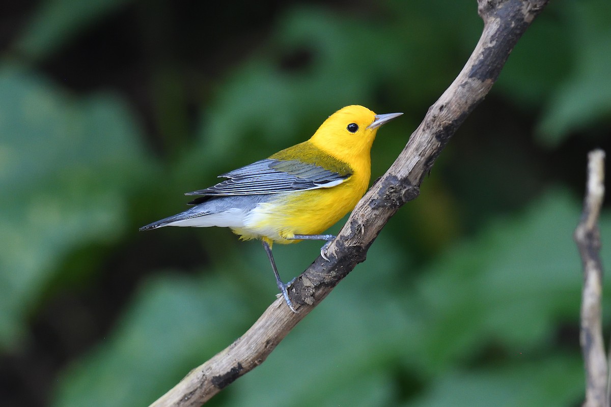 Prothonotary Warbler - ML620393261