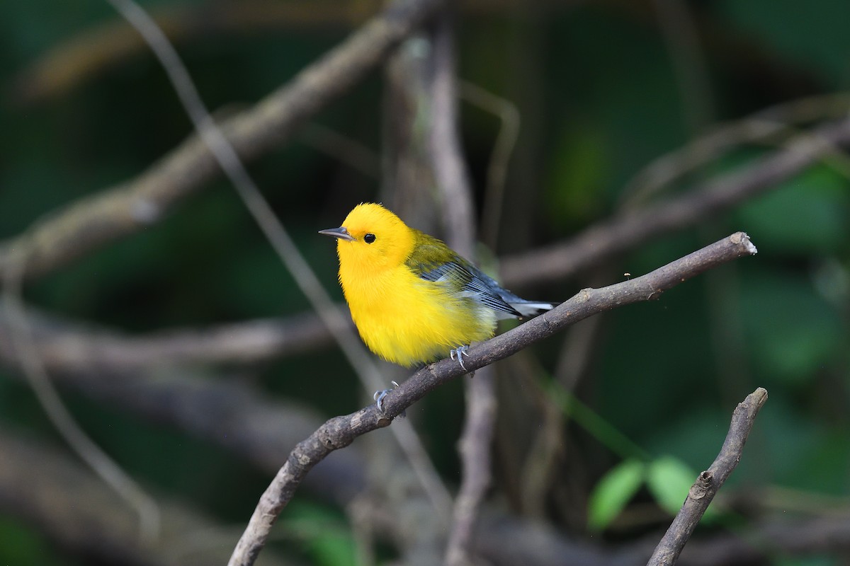 Prothonotary Warbler - ML620393262
