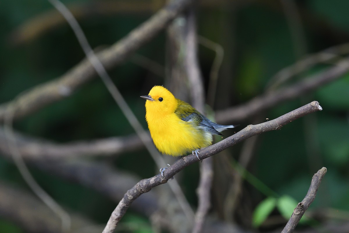 Prothonotary Warbler - ML620393263