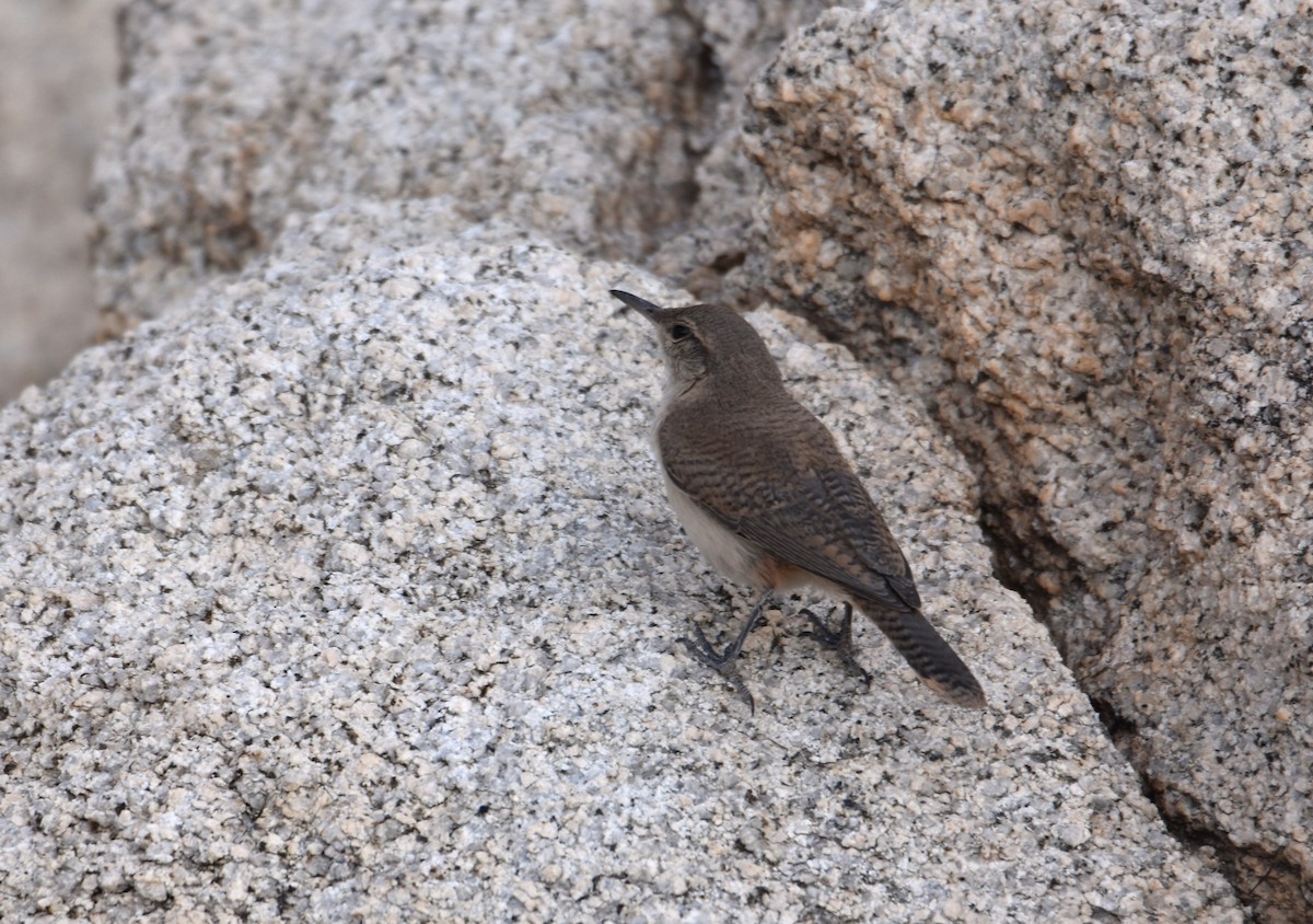 Rock Wren - ML620393265