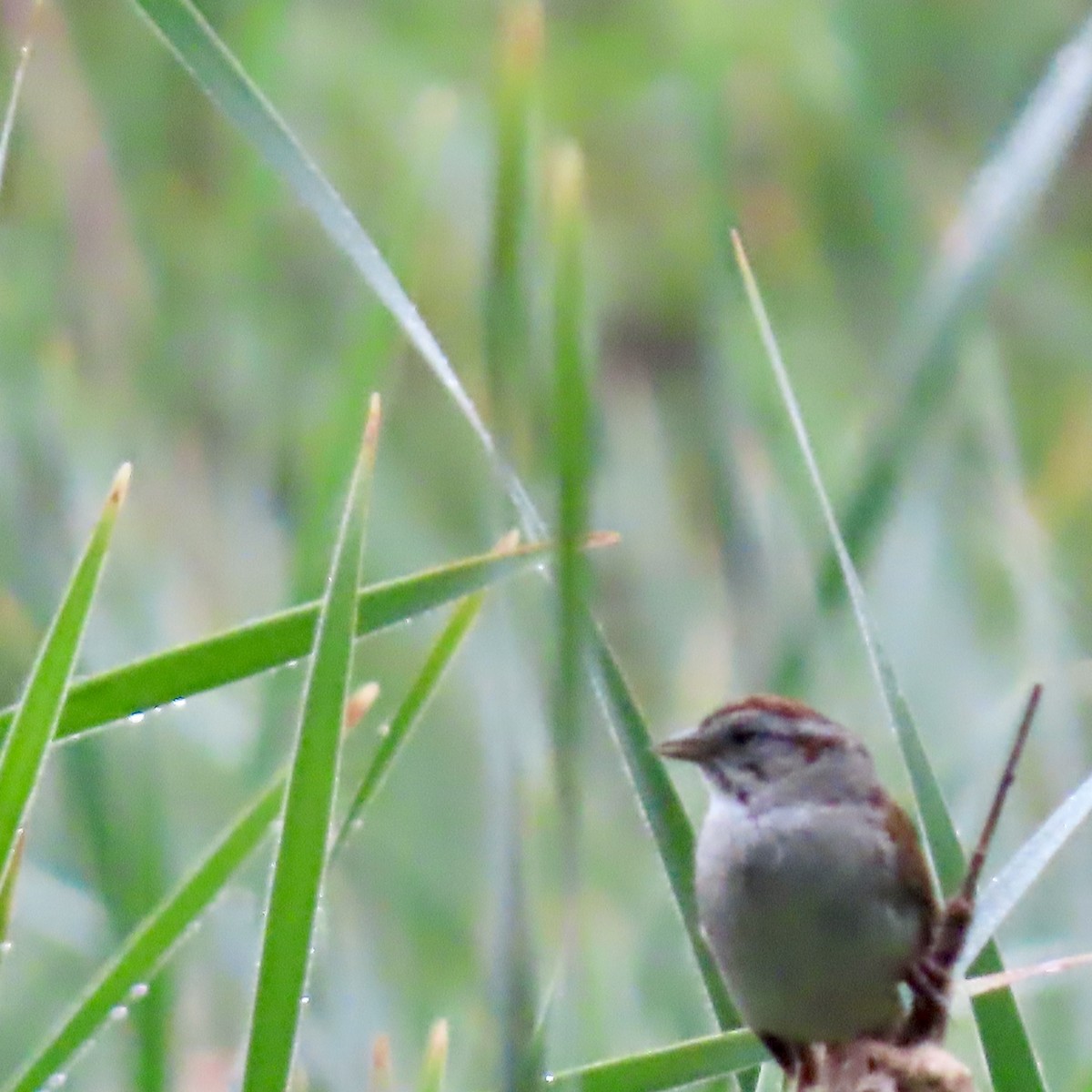 Swamp Sparrow - ML620393281