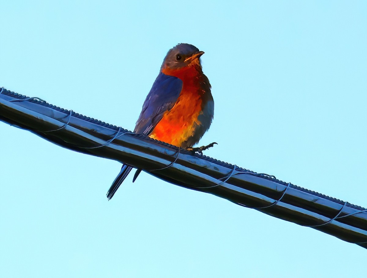 Eastern Bluebird - ML620393287