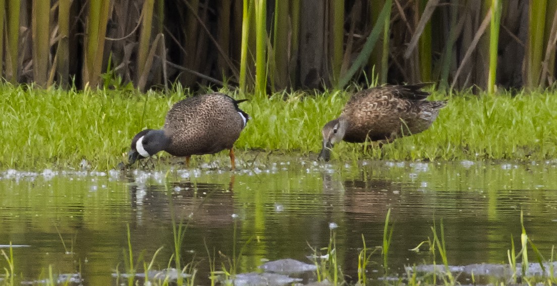 Blue-winged Teal - ML620393301