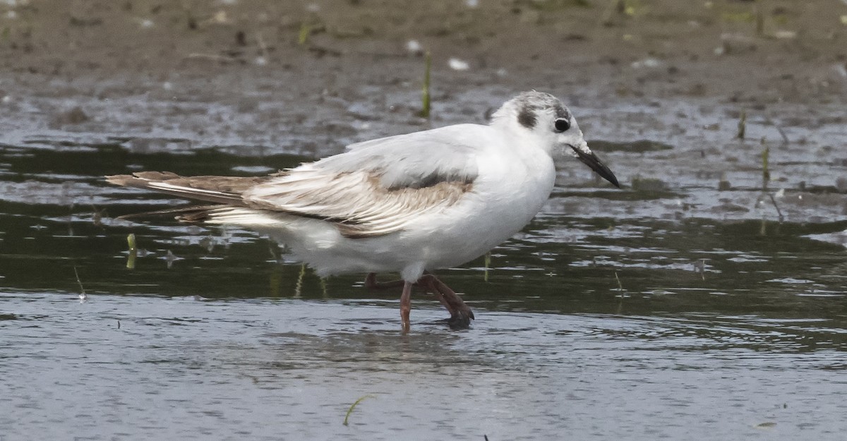 Bonaparte's Gull - ML620393305