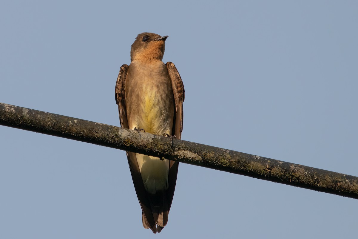 Southern Rough-winged Swallow - ML620393307