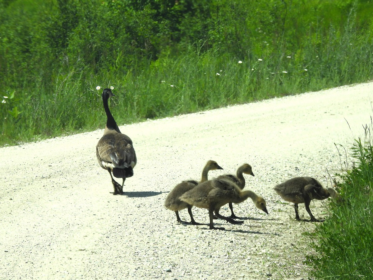 Canada Goose - ML620393308