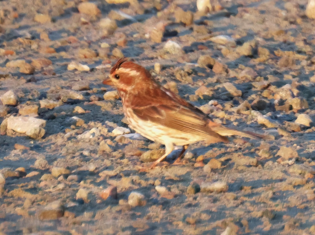 Purple Finch - ML620393312