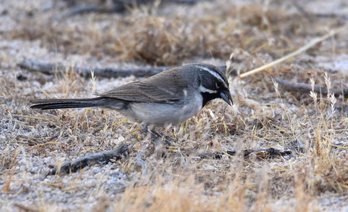 Black-throated Sparrow - ML620393322