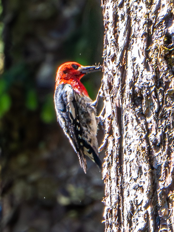 Red-breasted Sapsucker - ML620393324