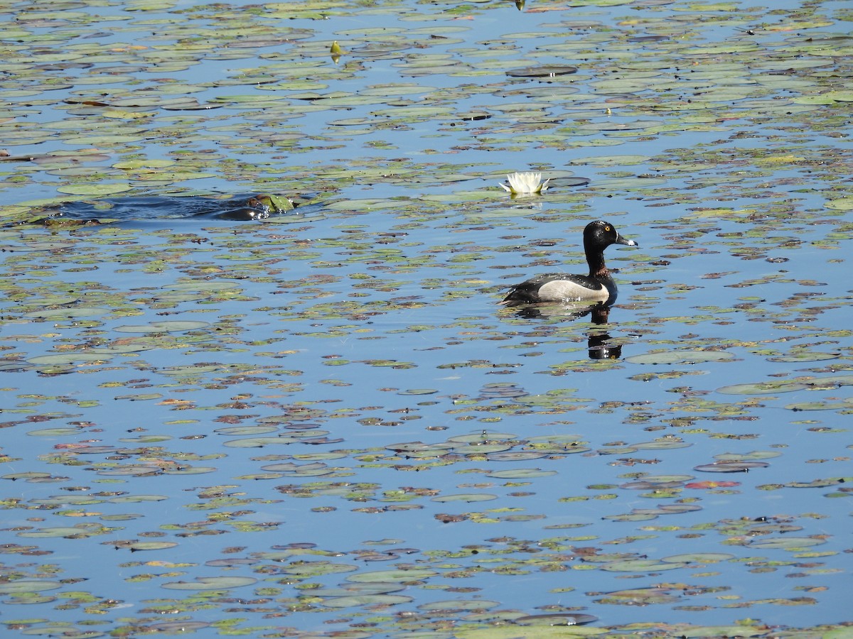 Ring-necked Duck - ML620393326