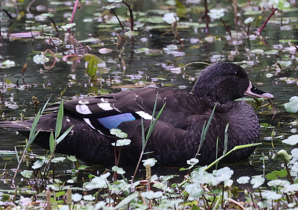 Canard noirâtre - ML620393328