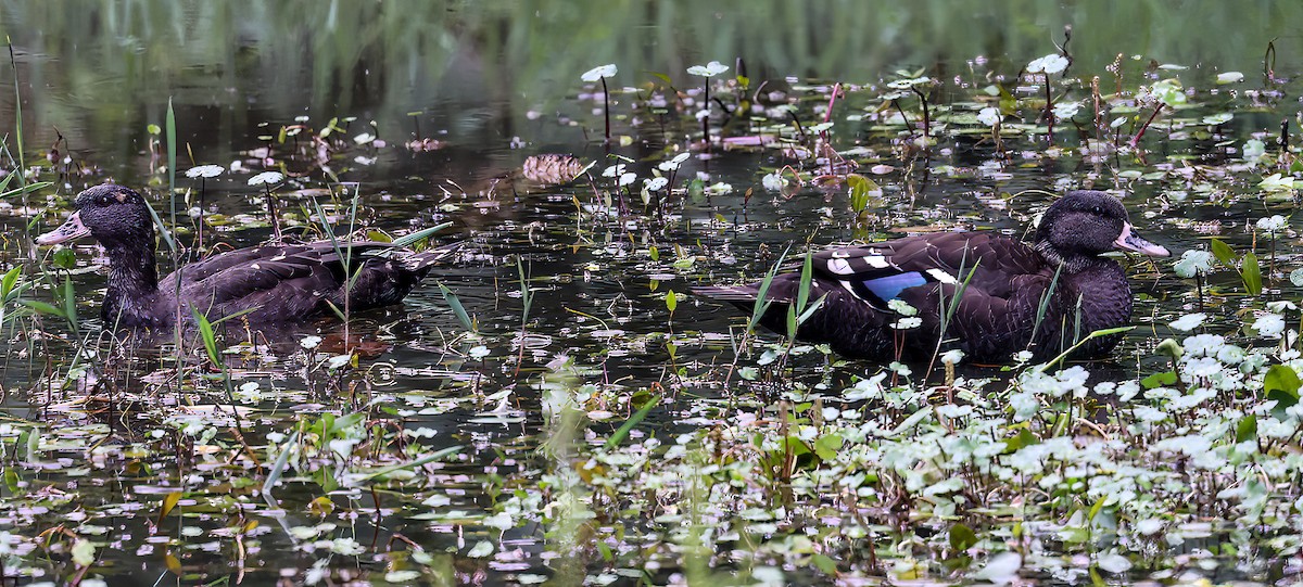 African Black Duck - ML620393332