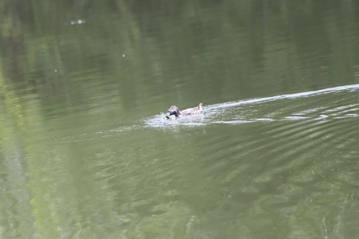 Pied-billed Grebe - ML620393346