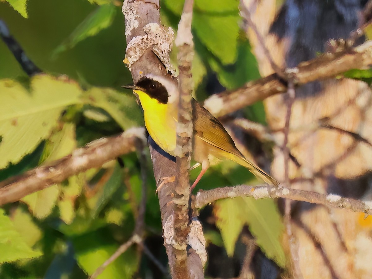 Savannah Sparrow - ML620393349