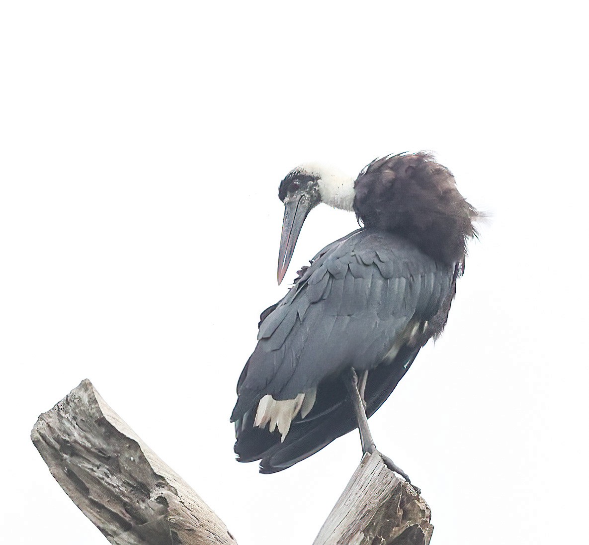African Woolly-necked Stork - ML620393358