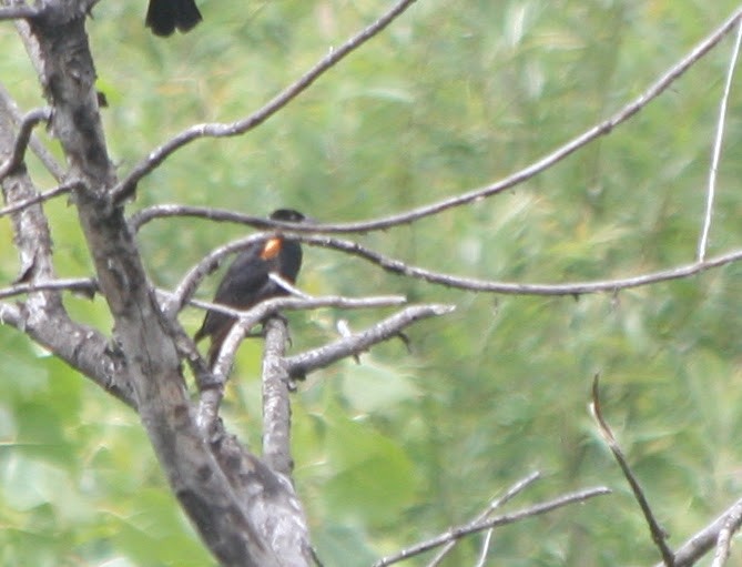 Tricolored Blackbird - ML620393377