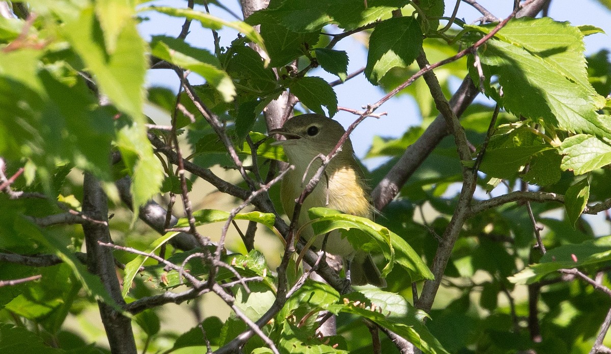 Bell's Vireo - ML620393379