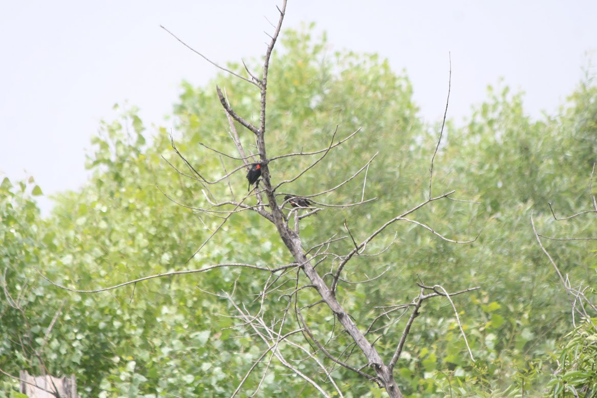 Tricolored Blackbird - ML620393384