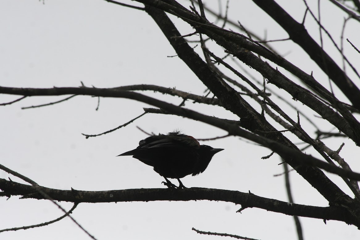 Red-winged Blackbird - ML620393386