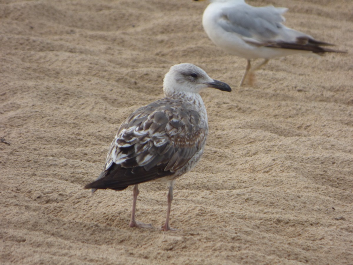 Lesser Black-backed Gull - ML620393389