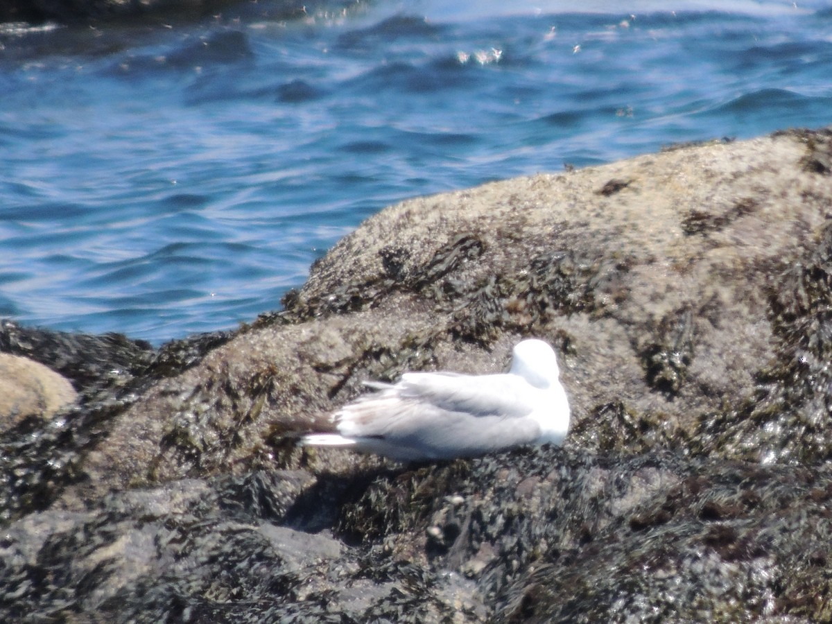 Herring Gull - ML620393398