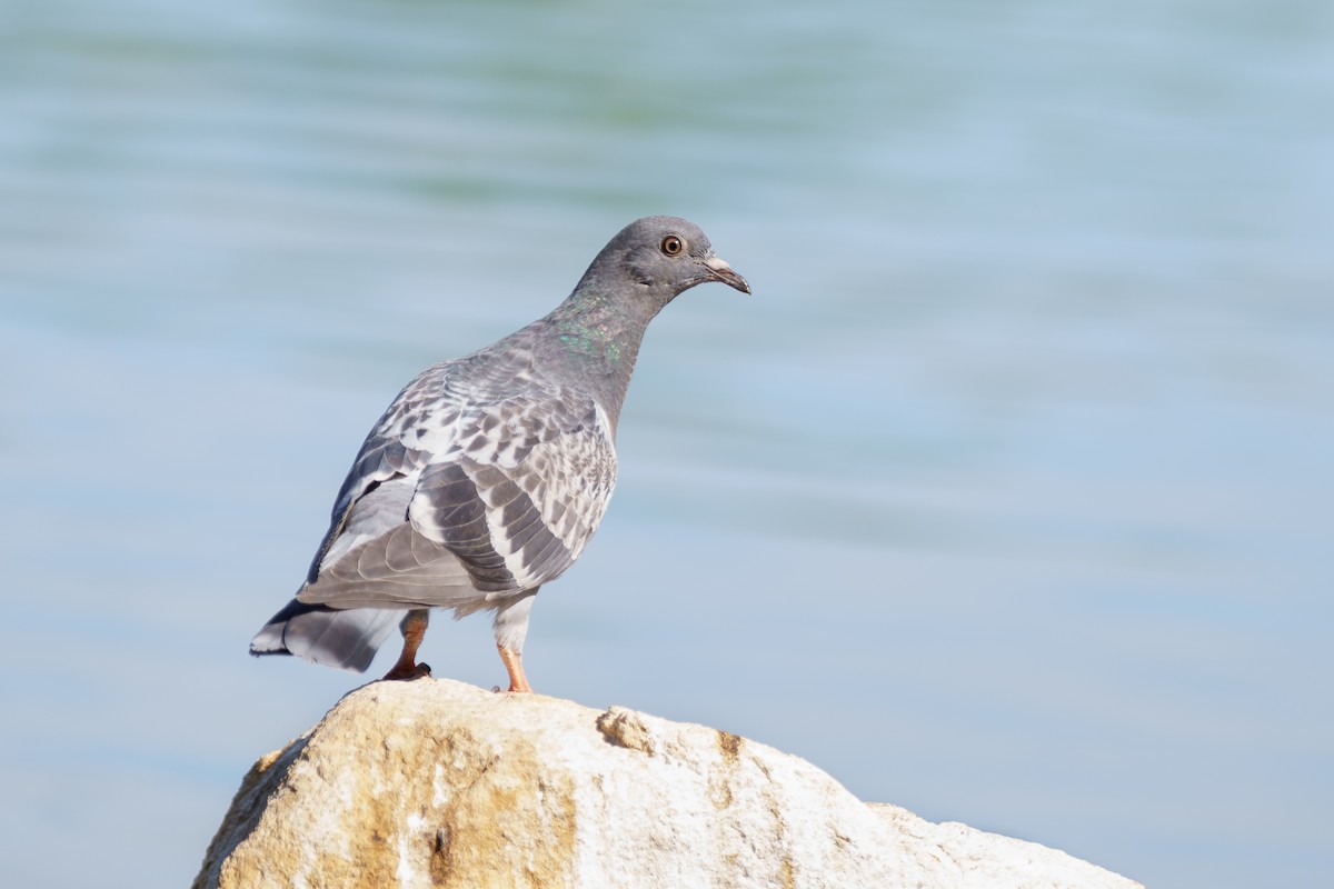Rock Pigeon (Feral Pigeon) - ML620393406