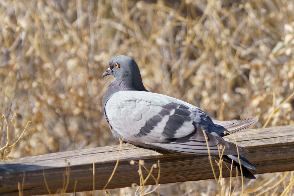 Rock Pigeon (Feral Pigeon) - ML620393407