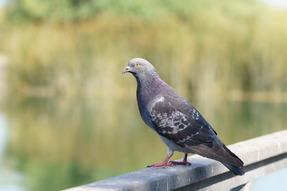 Rock Pigeon (Feral Pigeon) - ML620393408