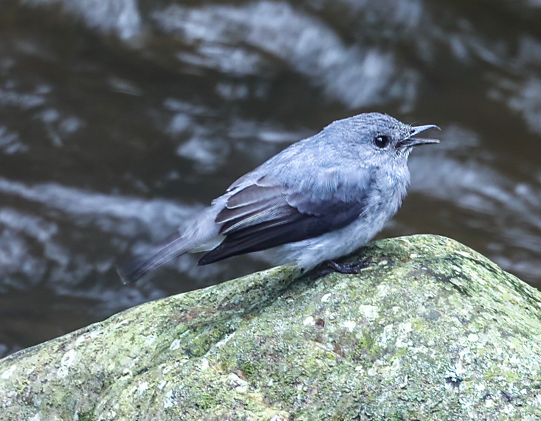 Cassin's Flycatcher - ML620393409