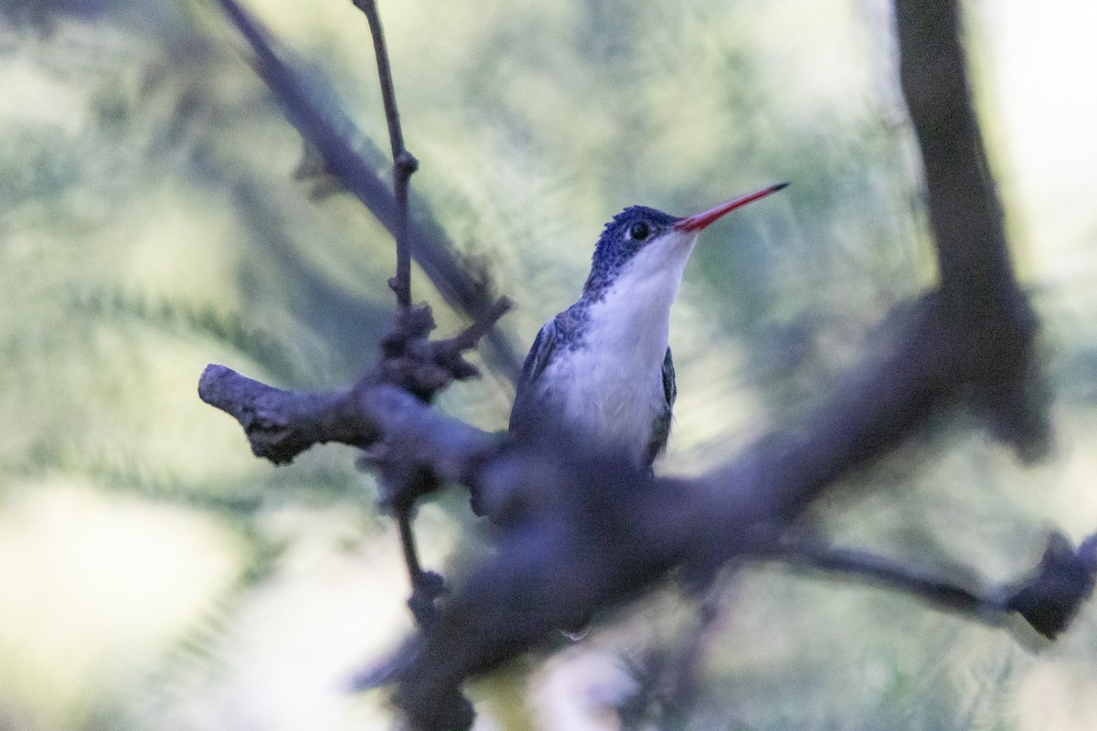 Violet-crowned Hummingbird - Shorty Veliz