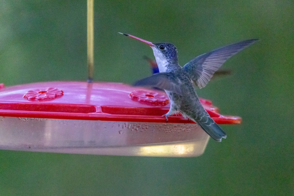 kolibřík fialovokorunkatý - ML620393412