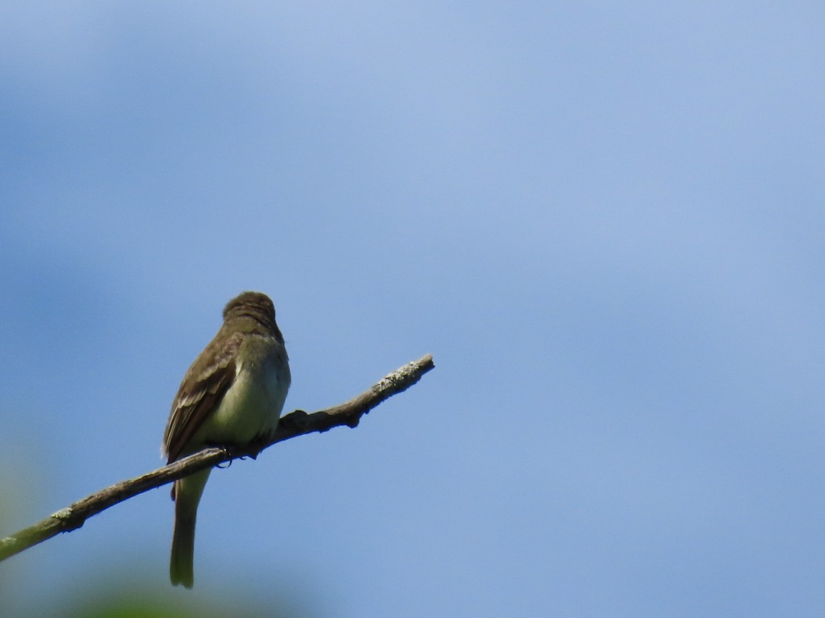 Willow Flycatcher - ML620393424