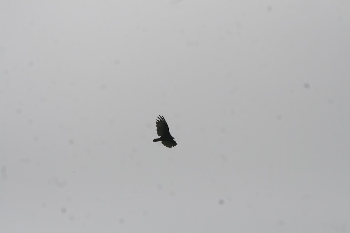 Turkey Vulture - Henry Marschall