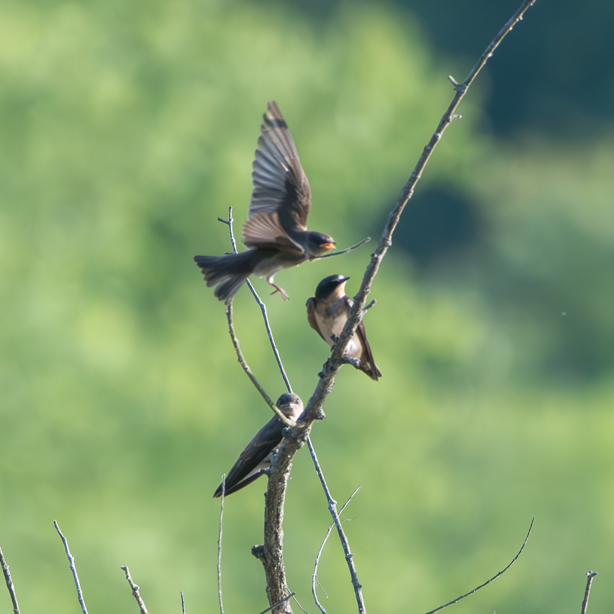 Northern Rough-winged Swallow - ML620393438