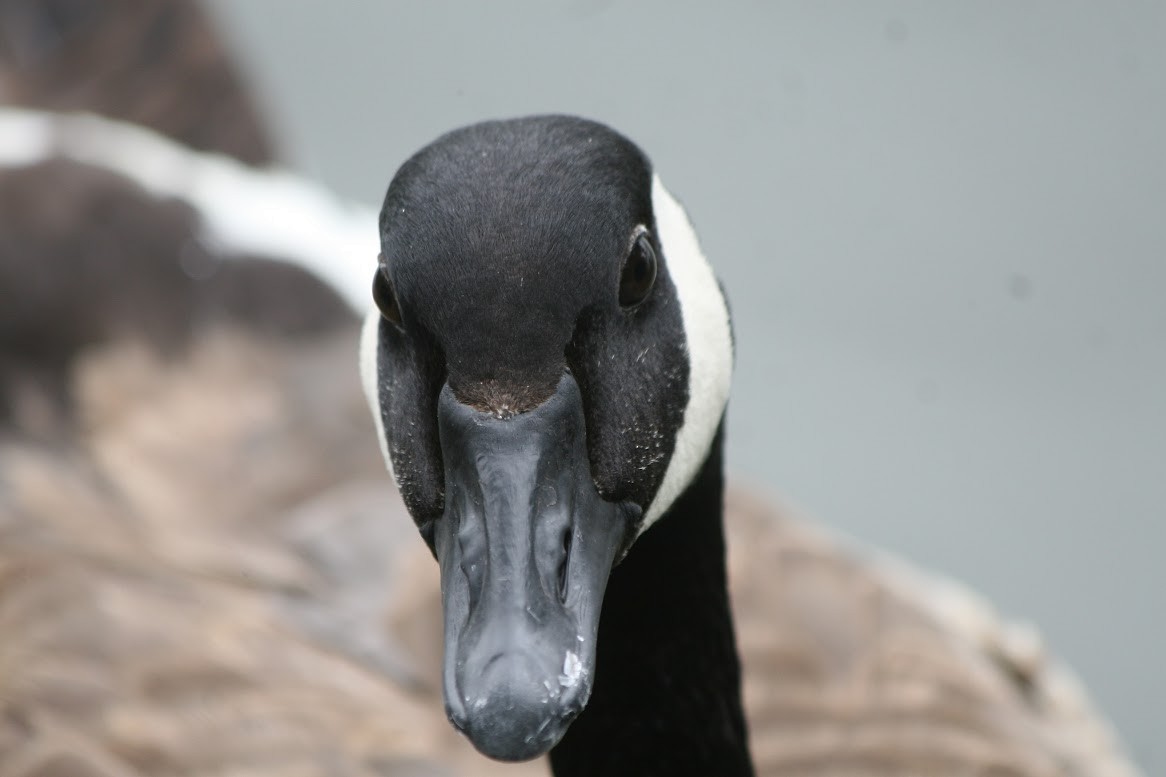 Canada Goose - ML620393459