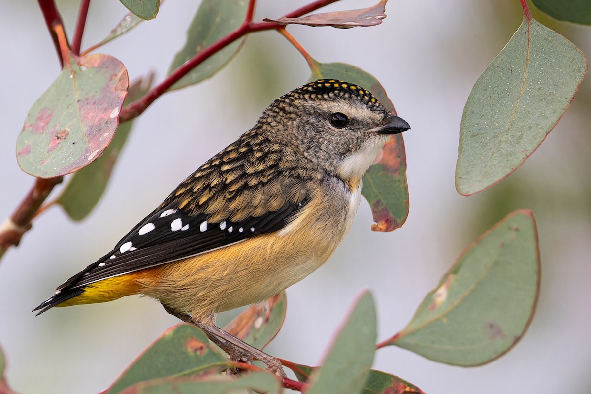 Spotted Pardalote - ML620393479
